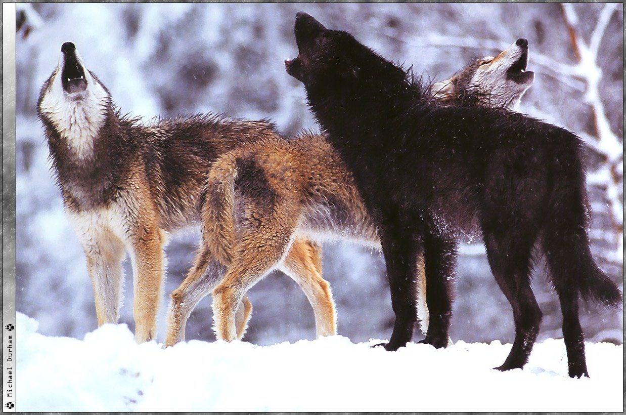 Loups Wallpaper N°38936