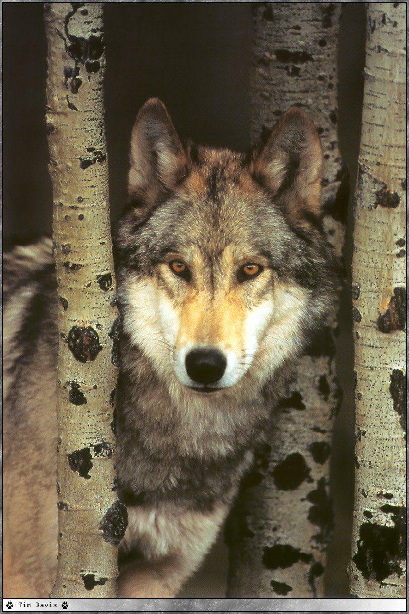 Loups Wallpaper N°38937