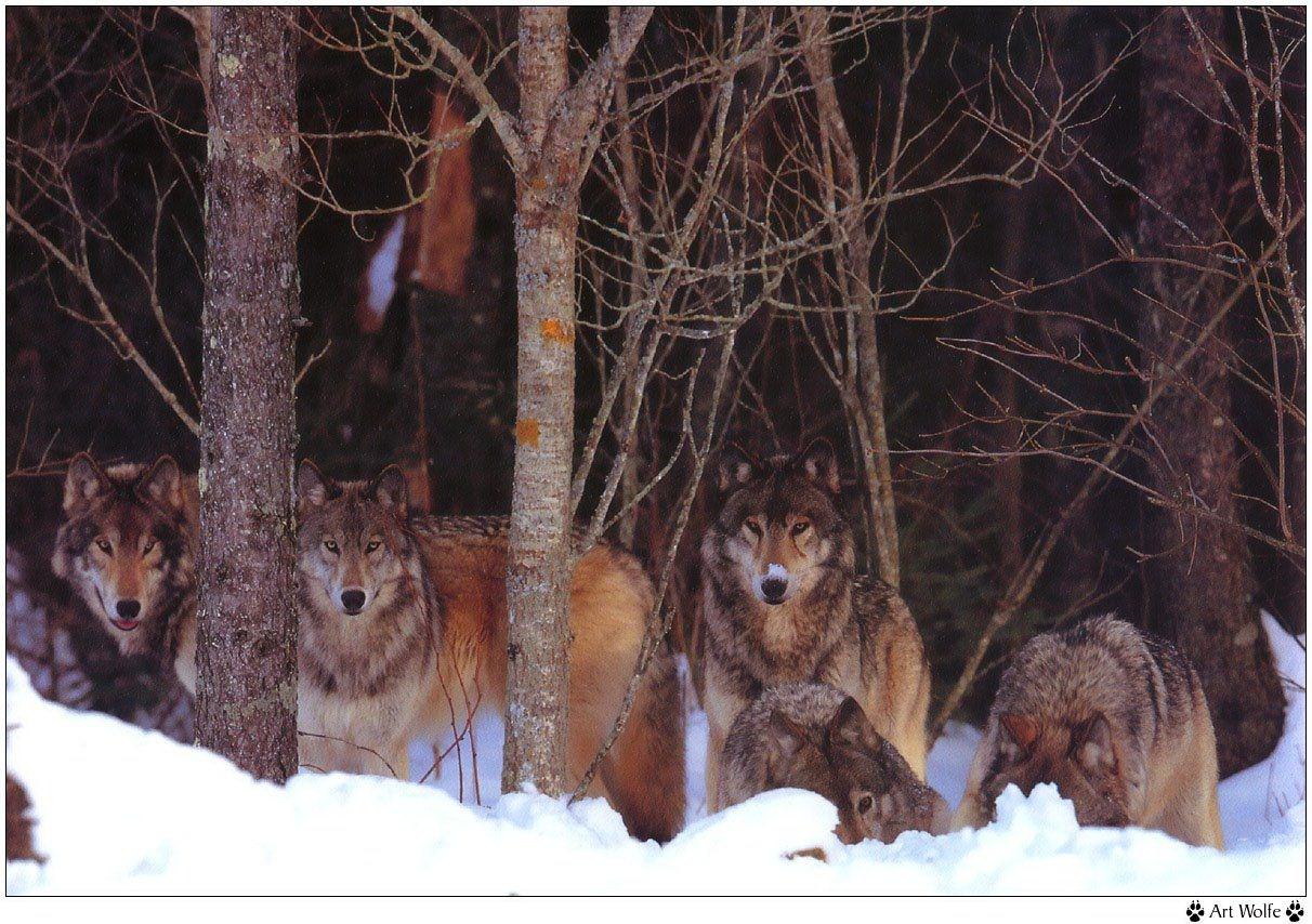 Loups Wallpaper N°38942