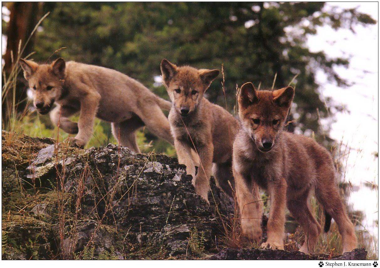 Loups Wallpaper N°38944