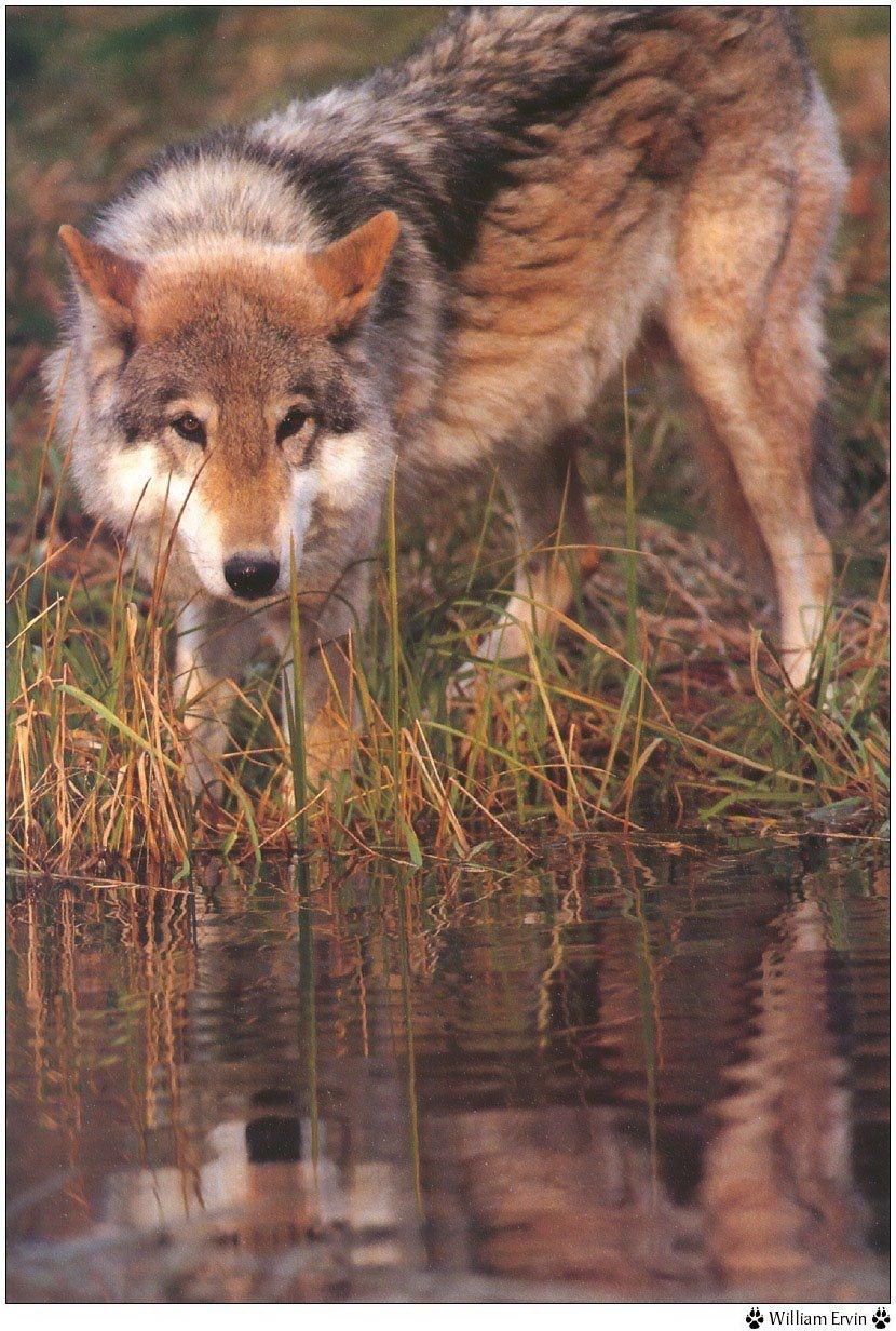 Loups Wallpaper N°38946