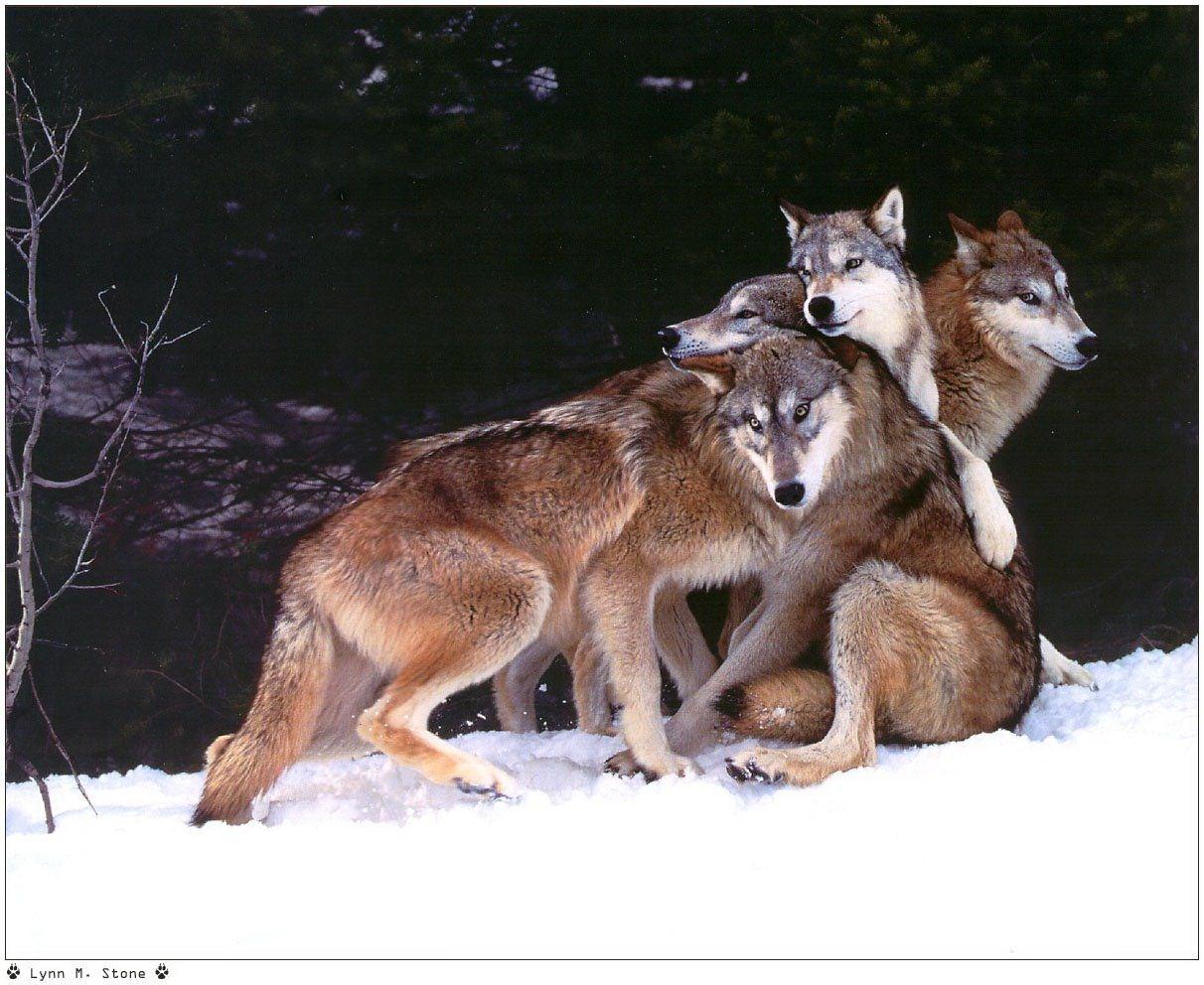Loups Wallpaper N°38959