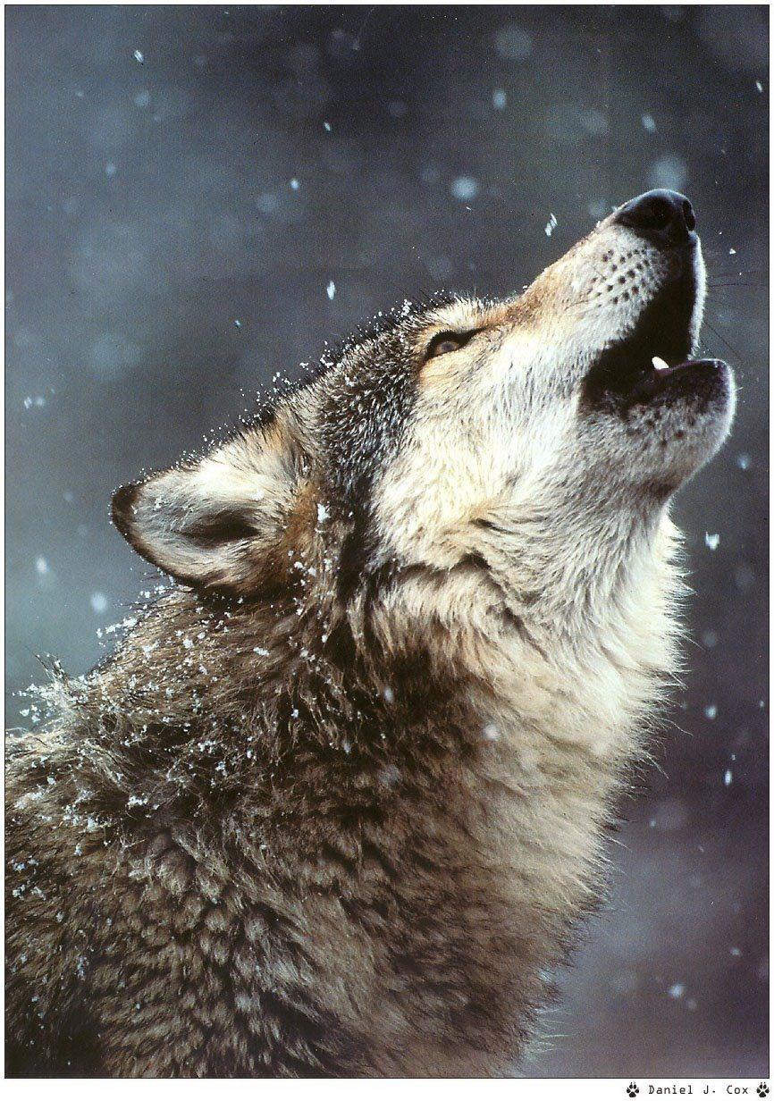 Loups Wallpaper N°38960