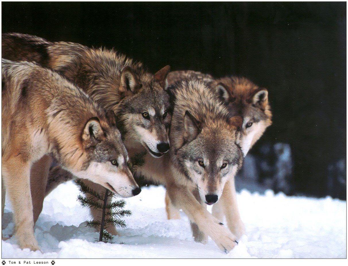 Loups Wallpaper N°38961