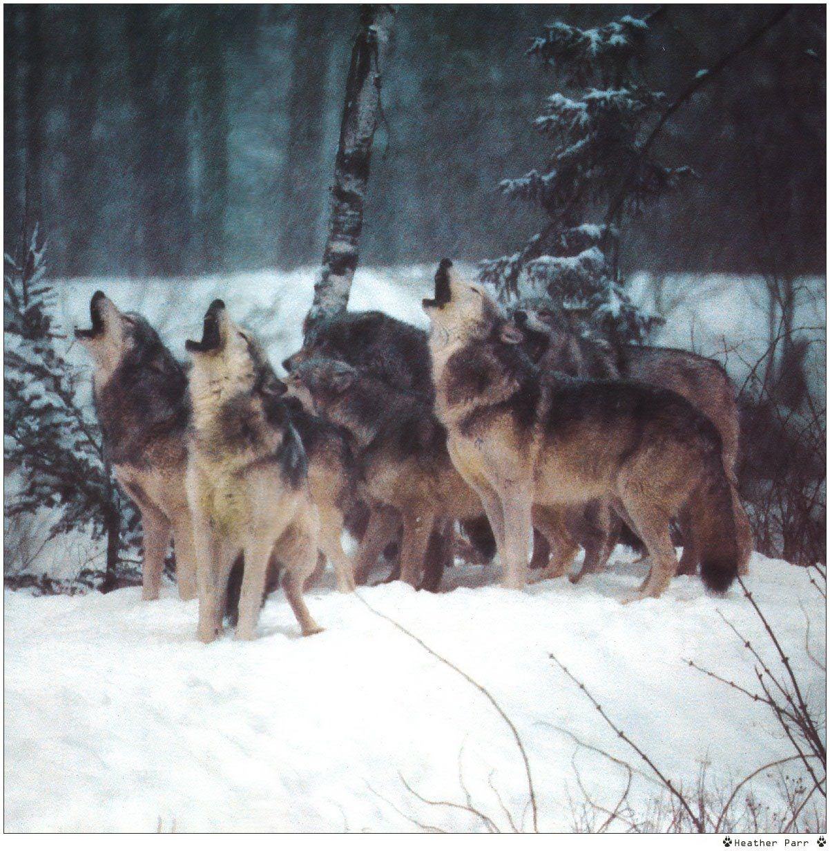 Loups Wallpaper N°38962