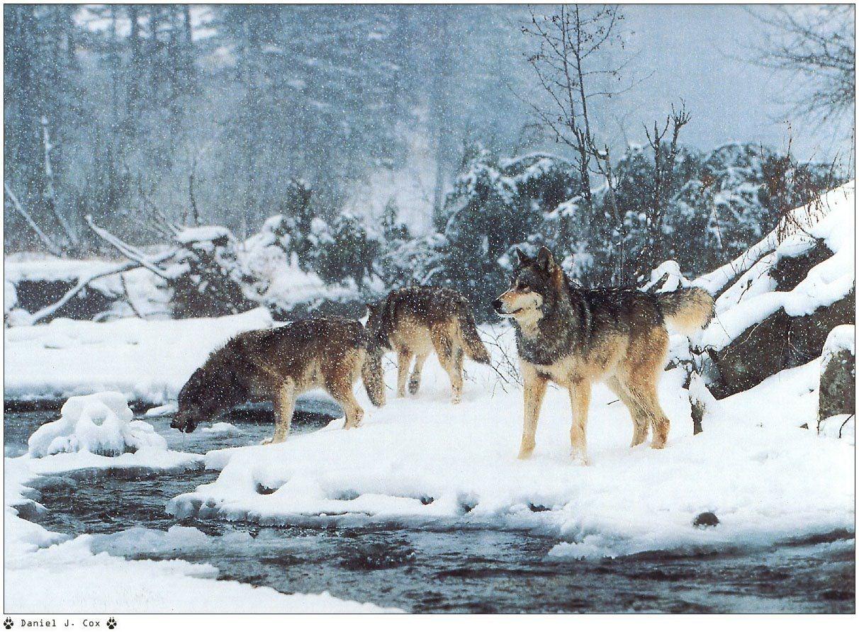 Loups Wallpaper N°38963