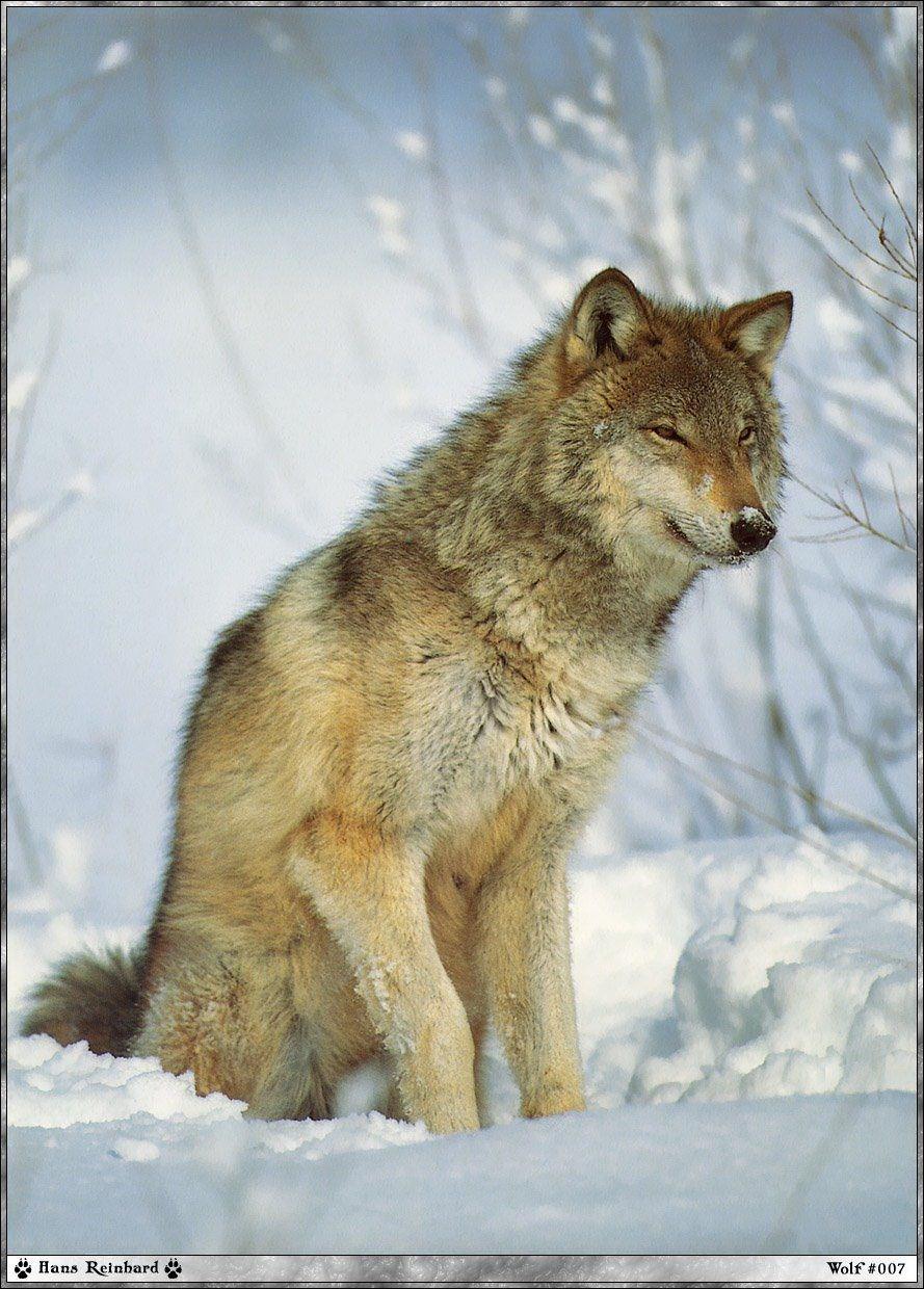Loups Wallpaper N°38971