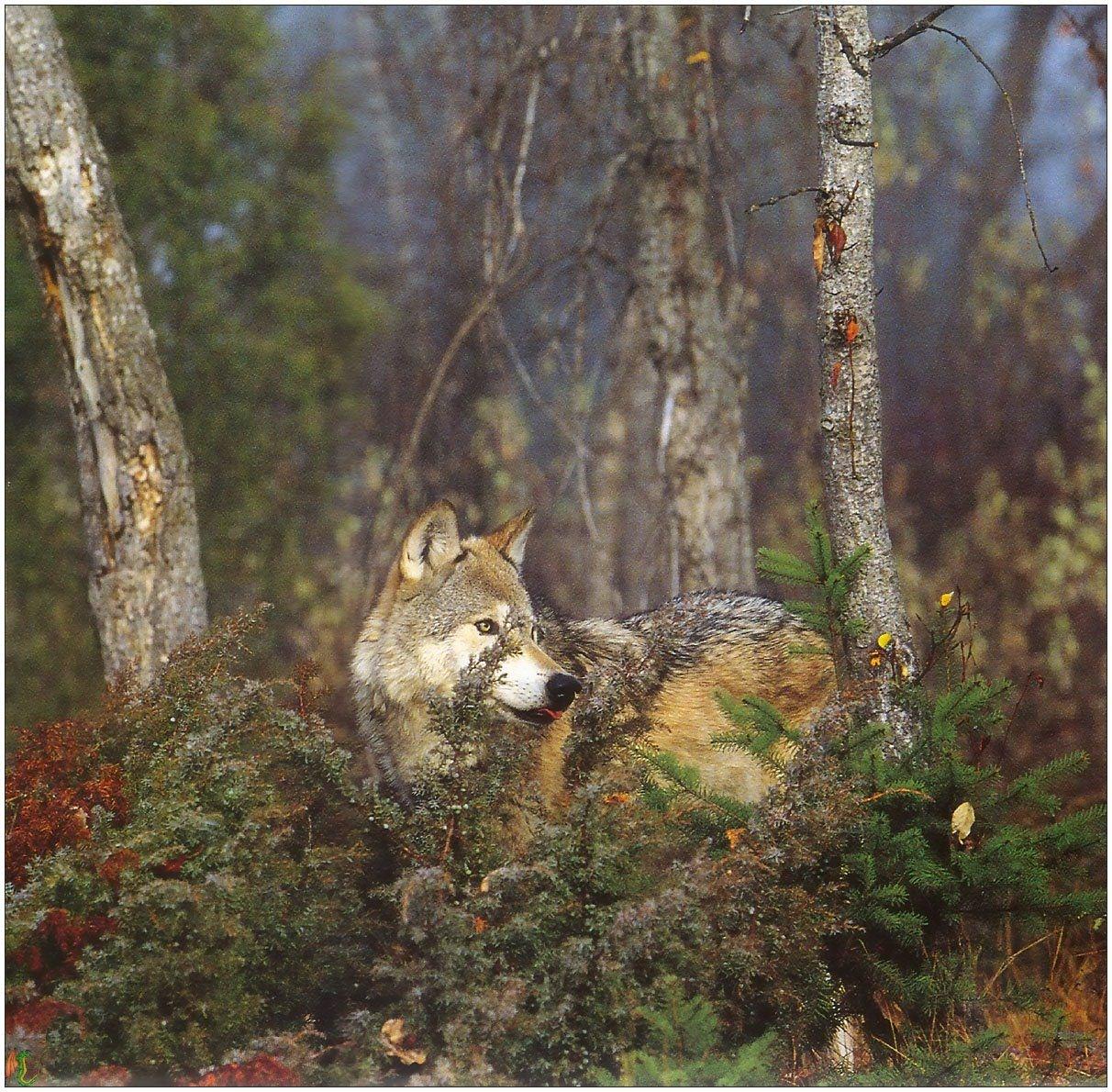 Loups Wallpaper N°38980