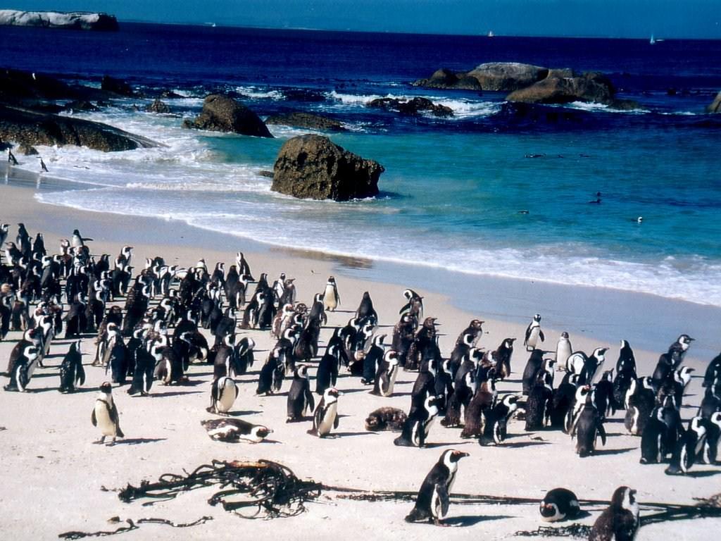 Pingouins Wallpaper N°39128