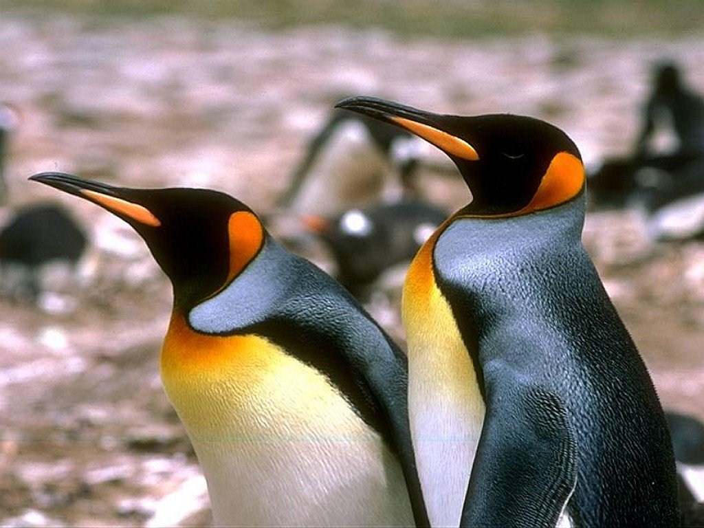 Pingouins Wallpaper N°39130
