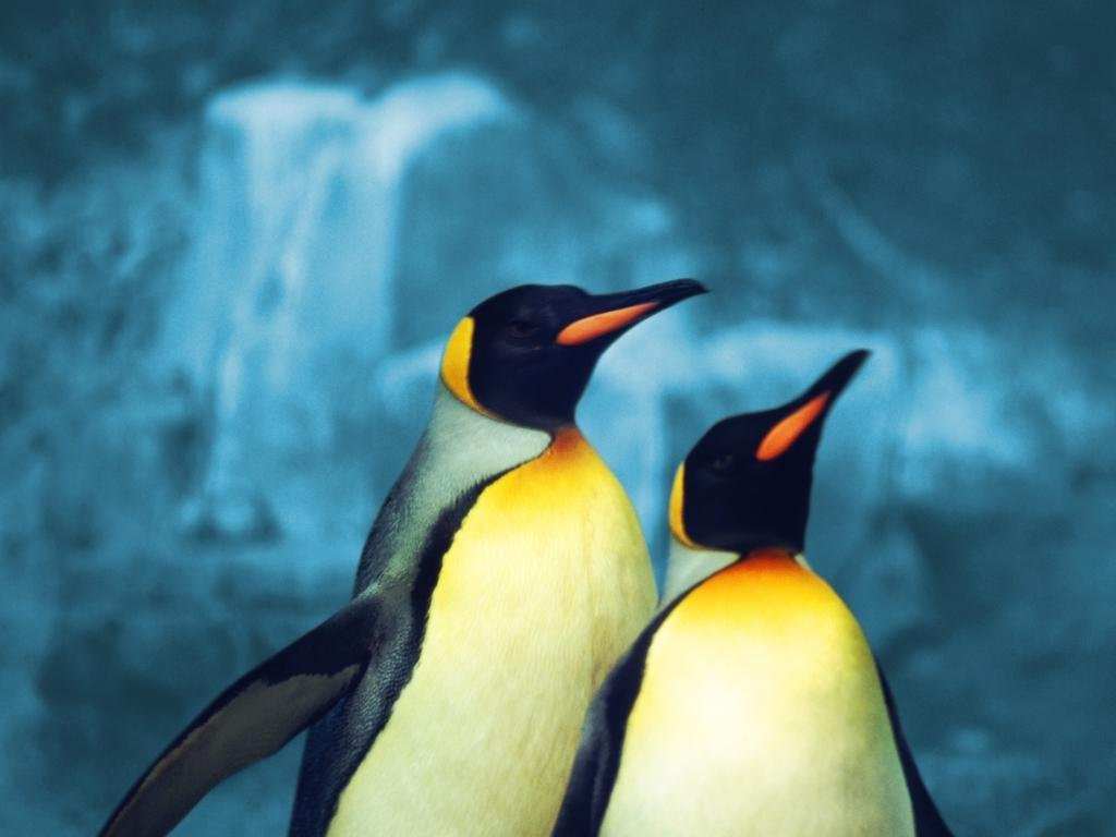 Pingouins Wallpaper N°39132