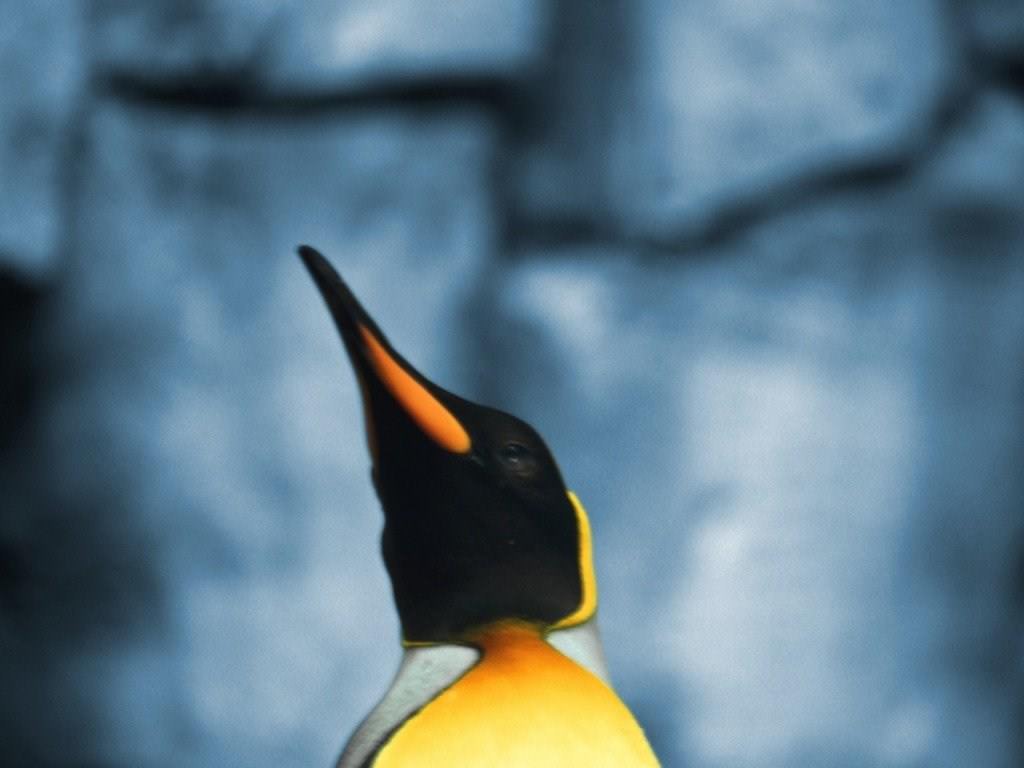 Pingouins Wallpaper N°39133