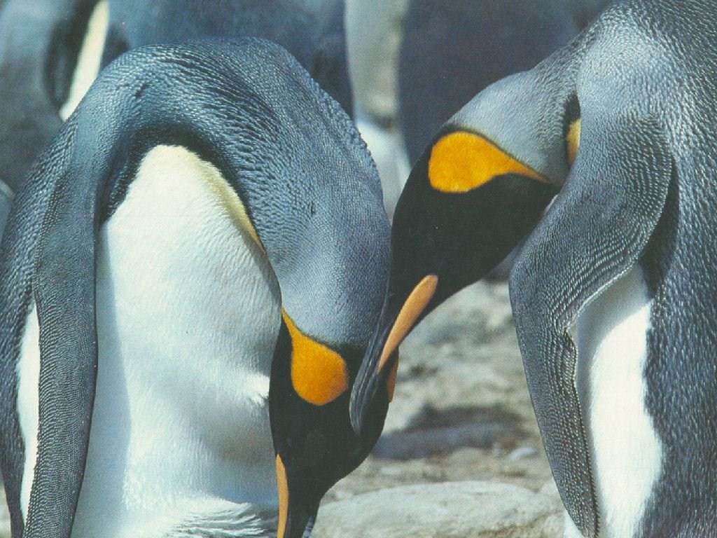 Pingouins Wallpaper N°39135