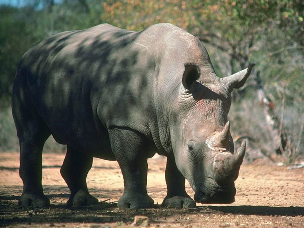Rhinoceros Wallpaper N°39174