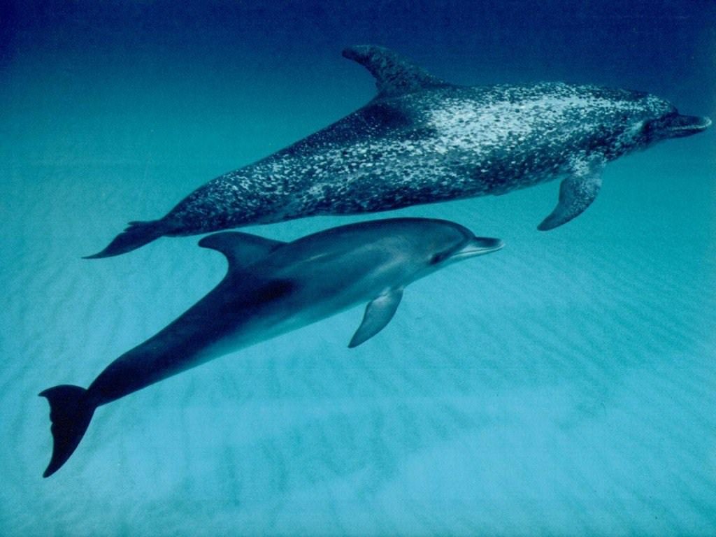 Dauphins Wallpaper N°38741