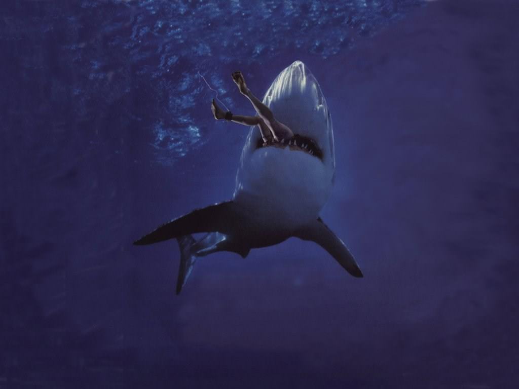 Requins Wallpaper N°39168