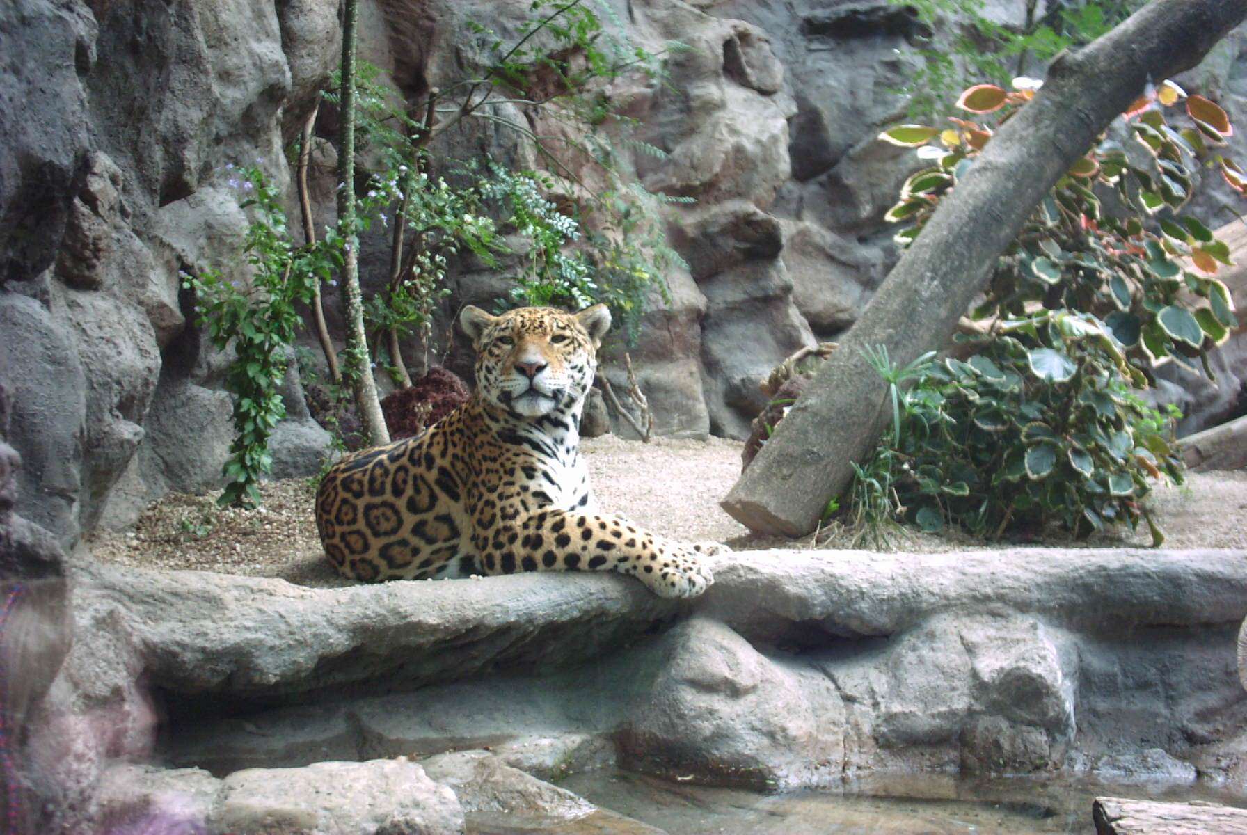 Jaguars Magnifique Jaguar...Loro parque...sg-design ©