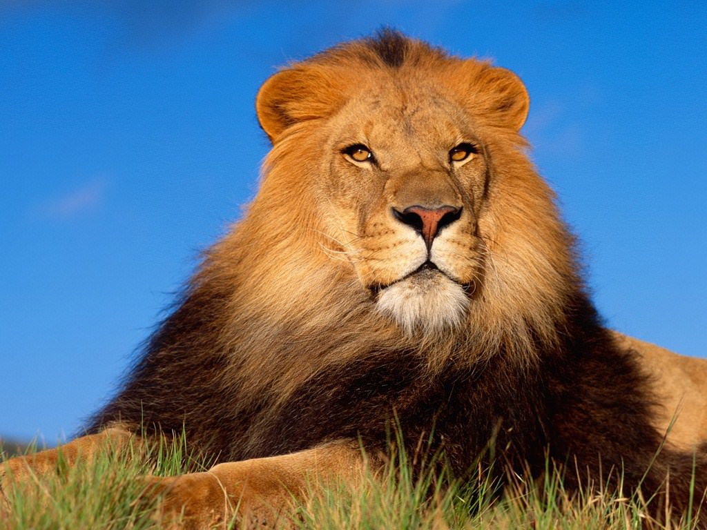 Lions Leo
