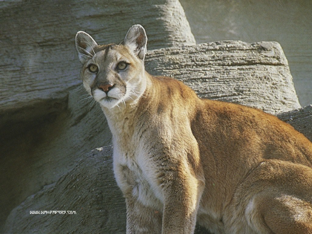 Pumas cougar