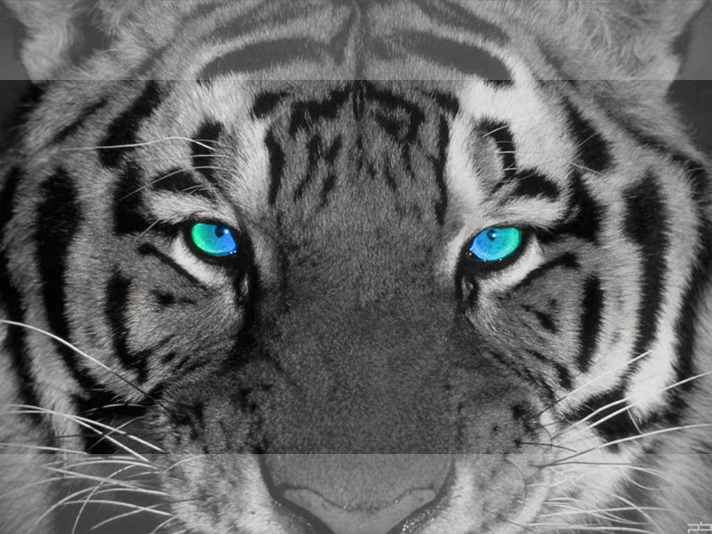 Tigres Eye of the tiger