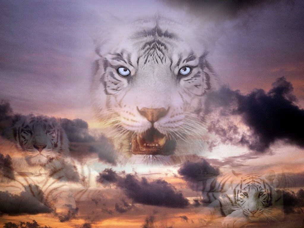 Tigres Tigre blanc dans un ciel
