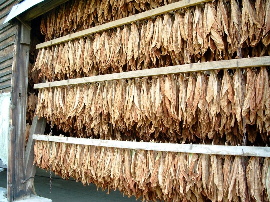 France Alsace Séchage des feuilles de tabac