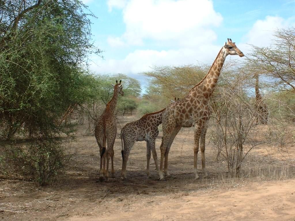Girafes Girafes (Sénégal)