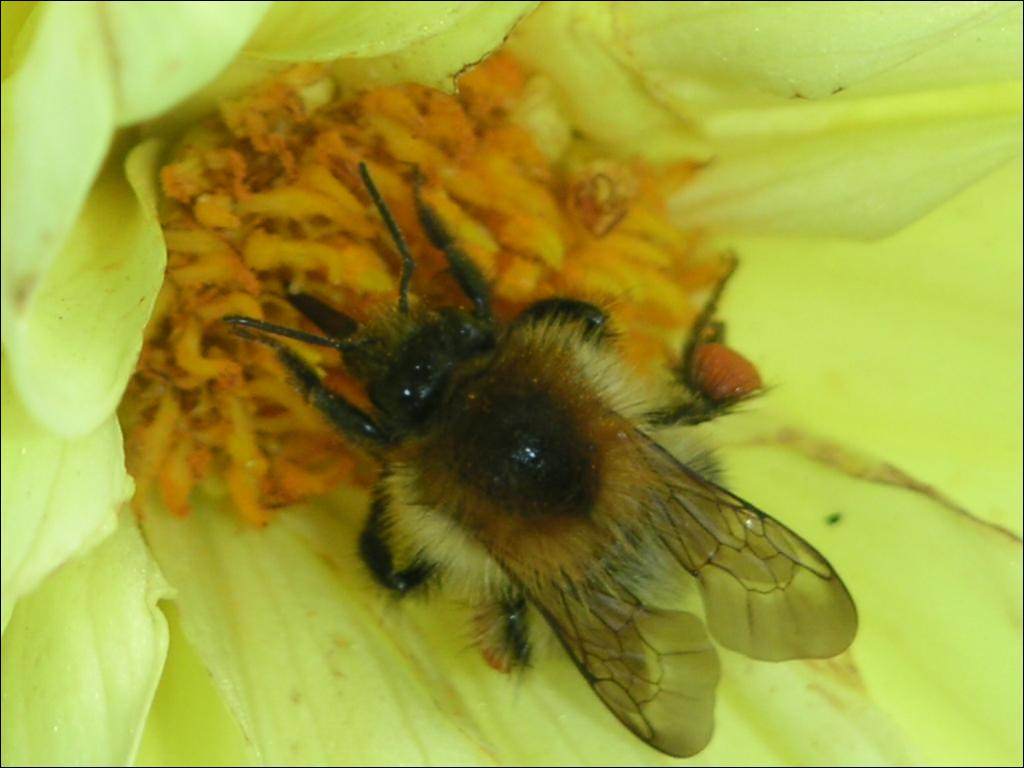 Abeilles Guepes une abeille