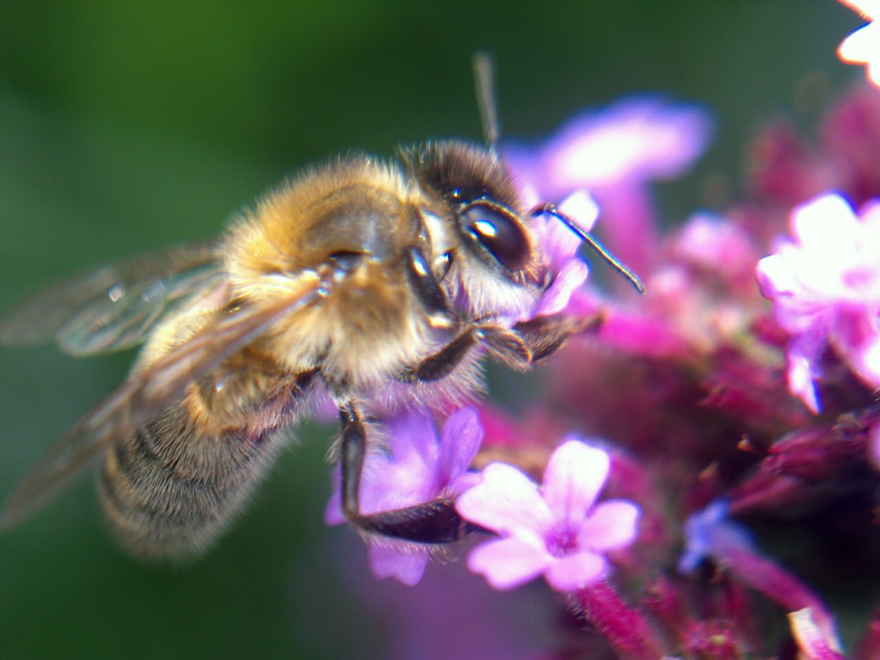 Abeilles Guepes petite abeille