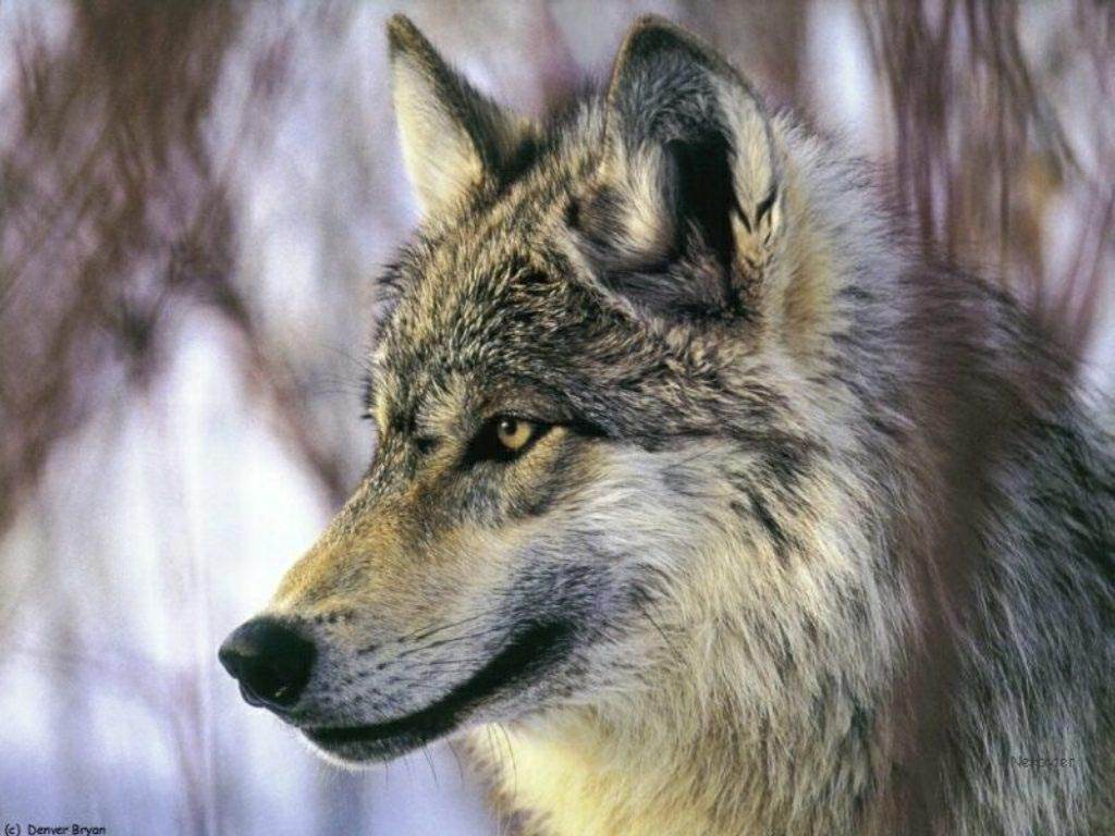 Loups loup