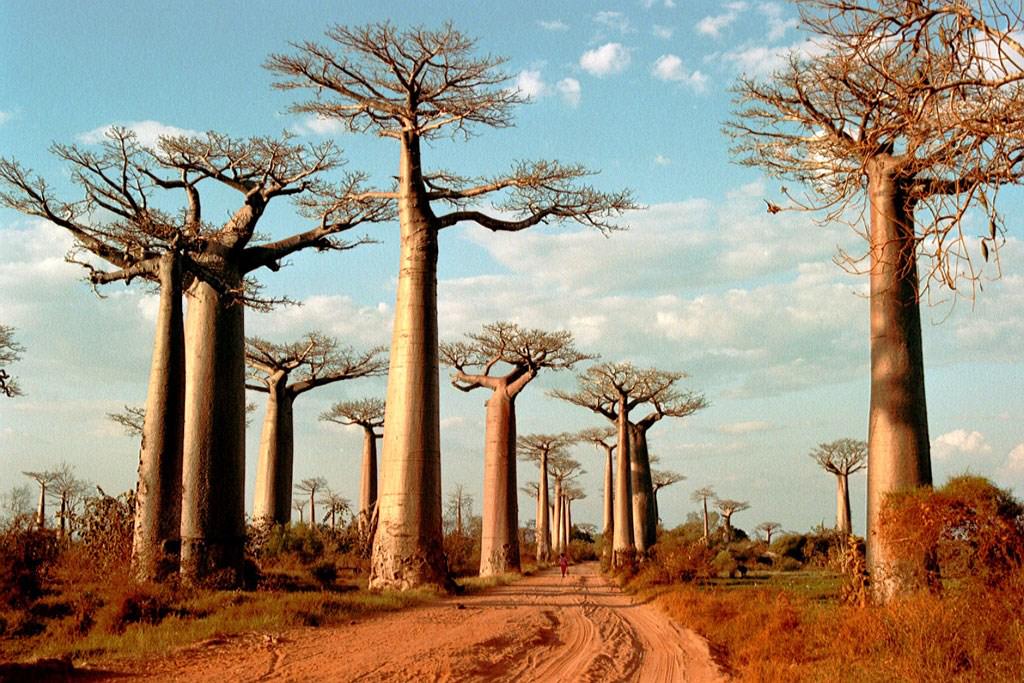 Madagascar Allée des baobabs