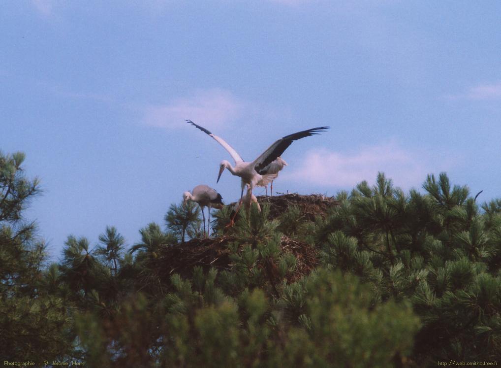Cigognes Cigogne Blanche juvénile sur son nid