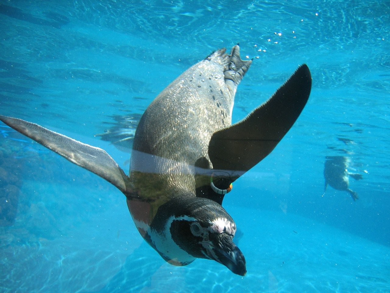 Pingouins Pingouin aquarium