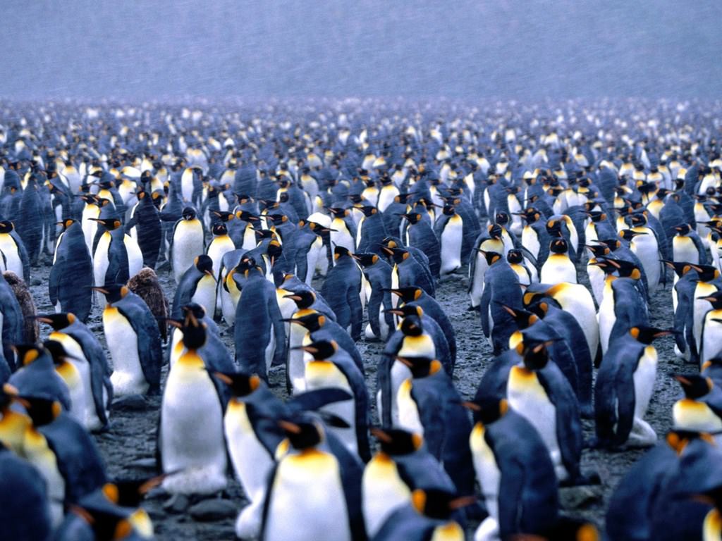 Pingouins Wallpaper N°72631