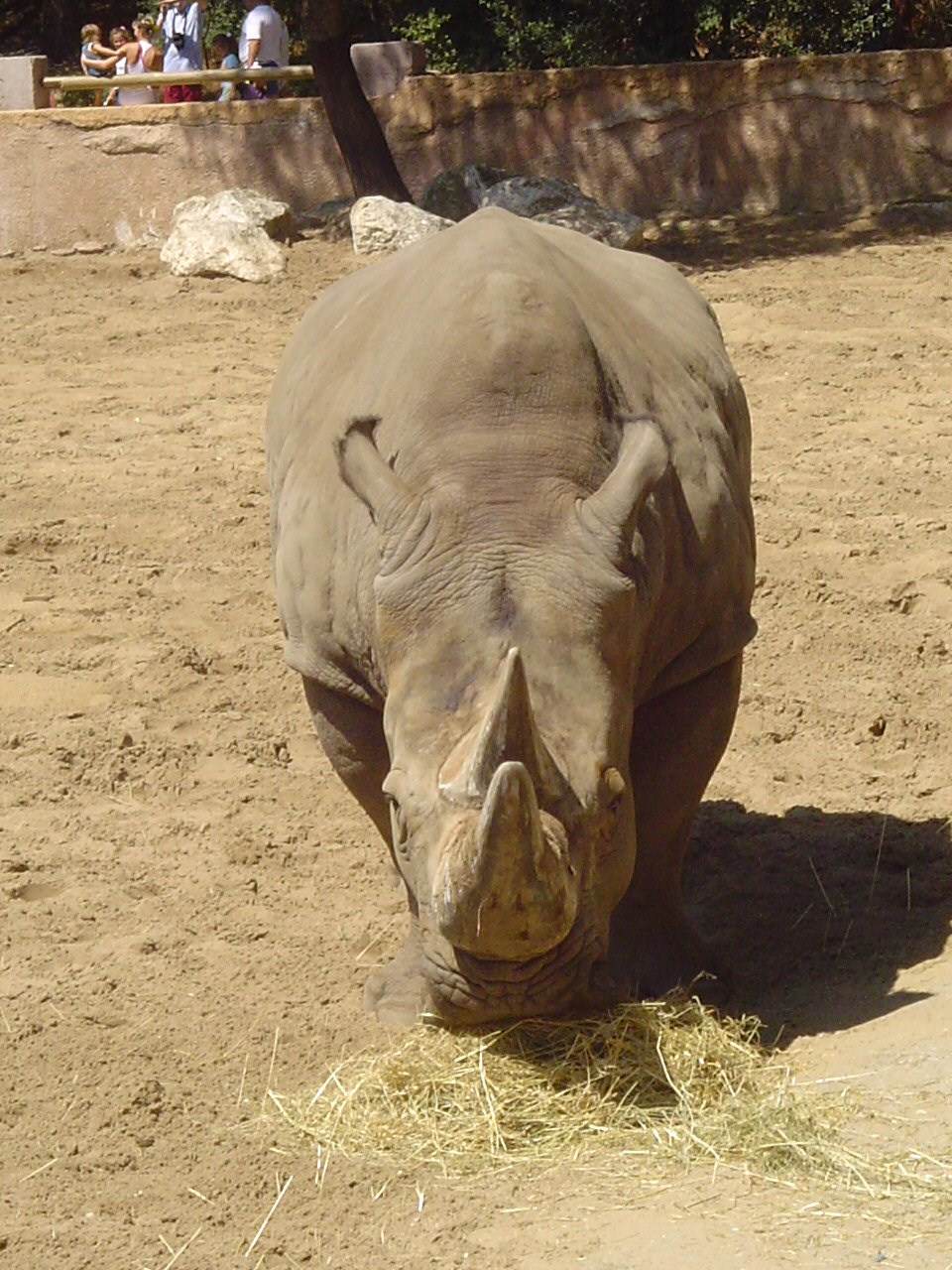 Rhinoceros Rhinoceros