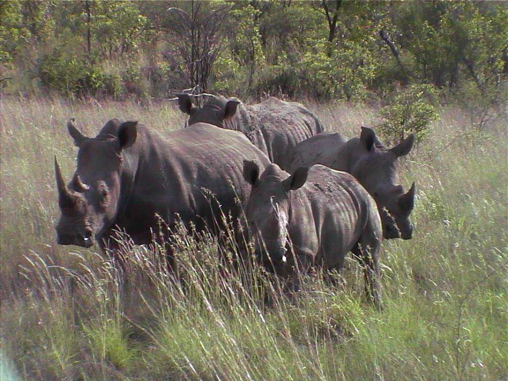 Rhinoceros troupeaux de Rhinocéros