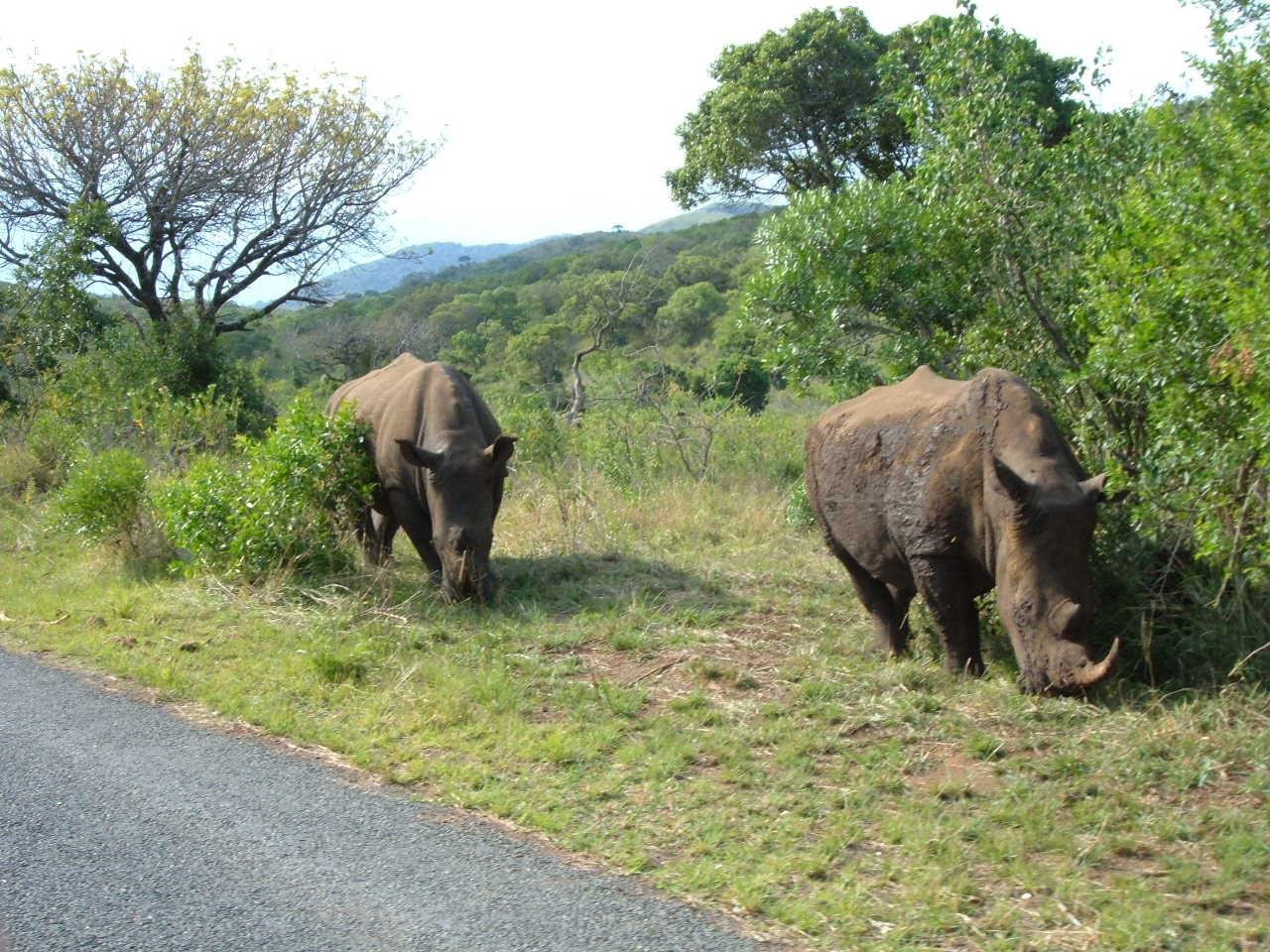 Rhinoceros Afrique du sud.