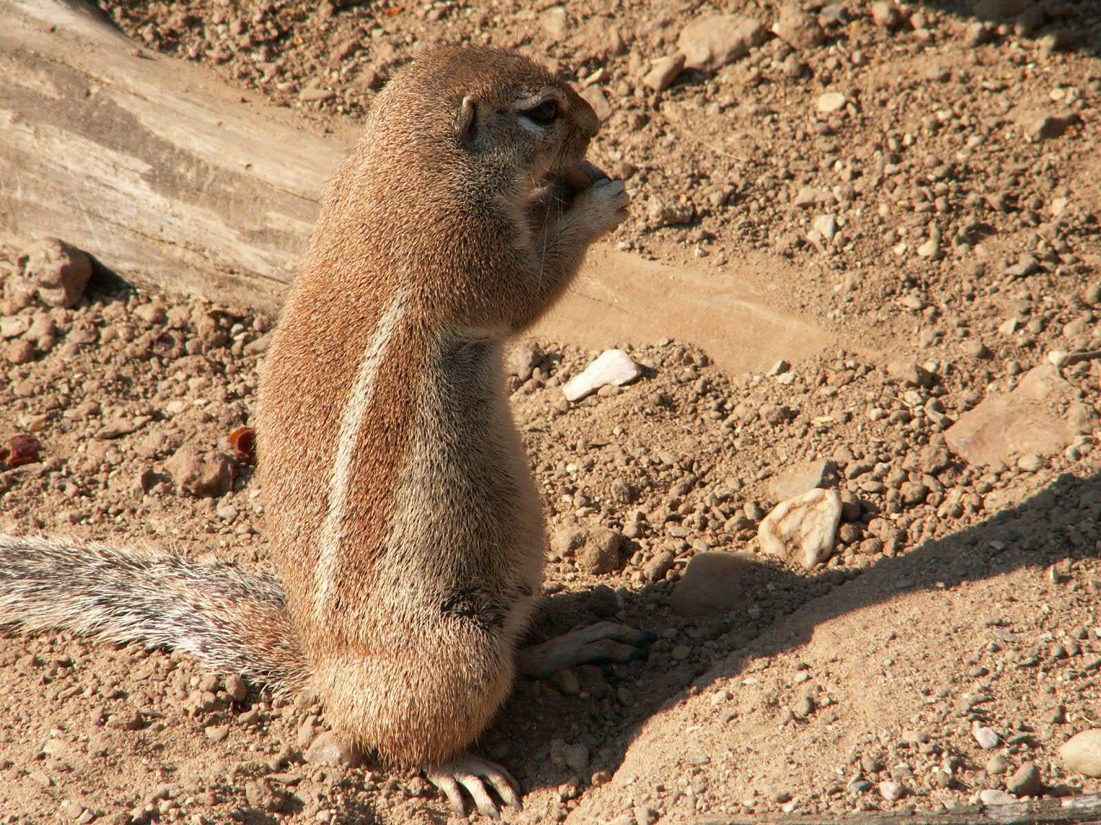 Ecureuils écureil africain