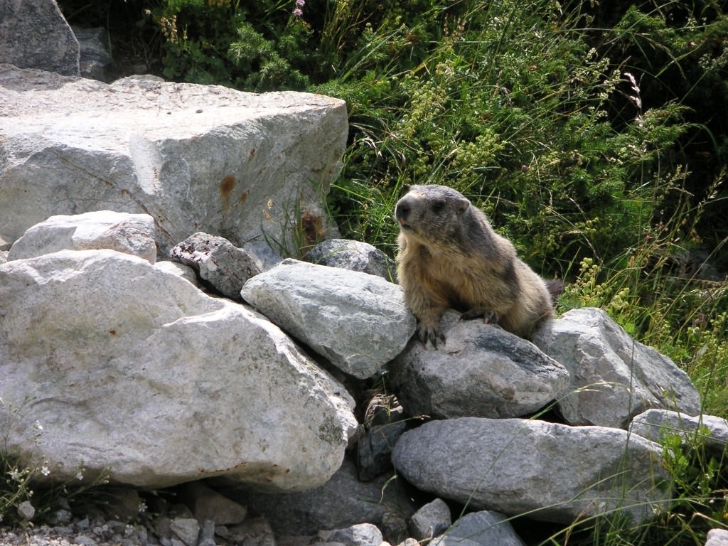 Marmottes Marmotte pas farouche