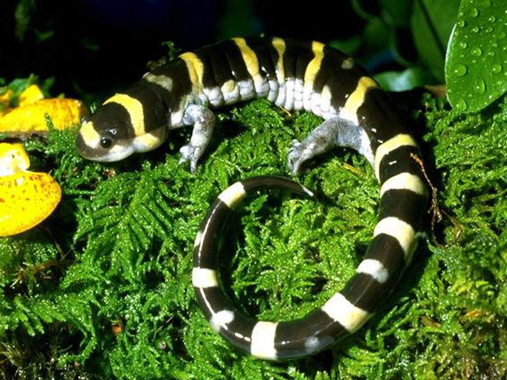 Salamandres salamandre