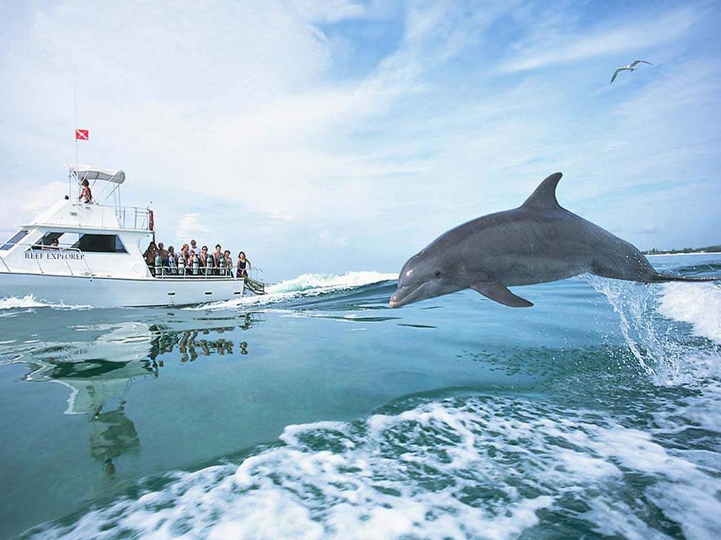 Dauphins dauphin hors de l'eau