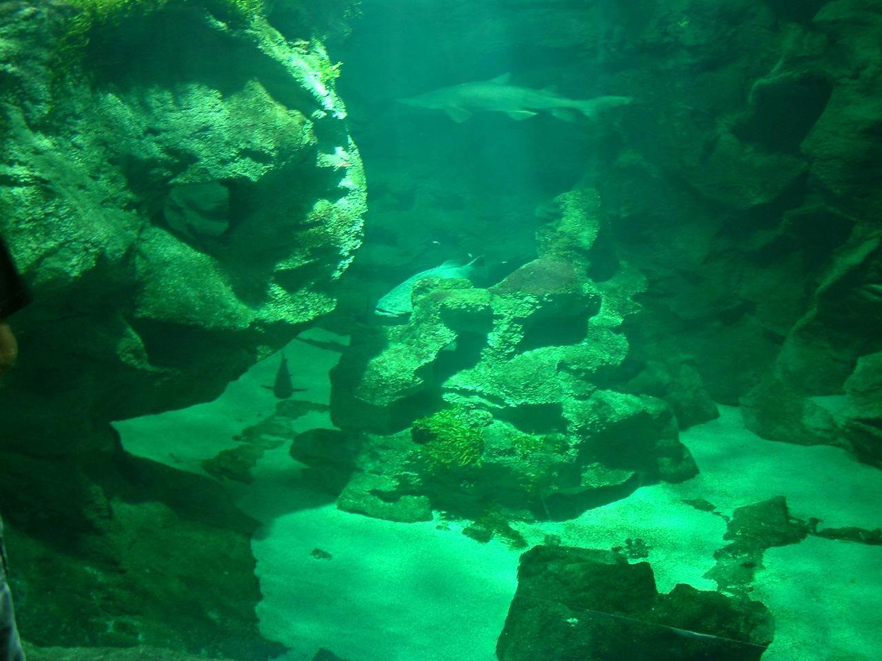 Poissons Aquarium