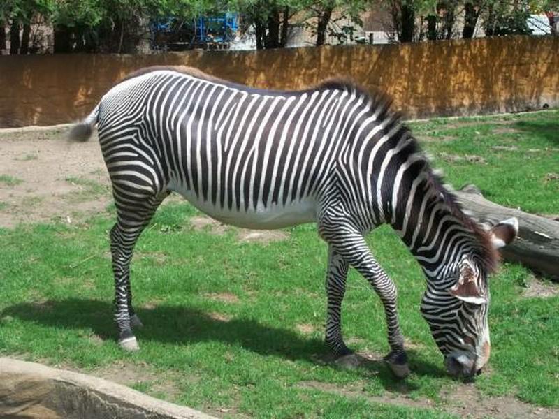 Zebres zèbre