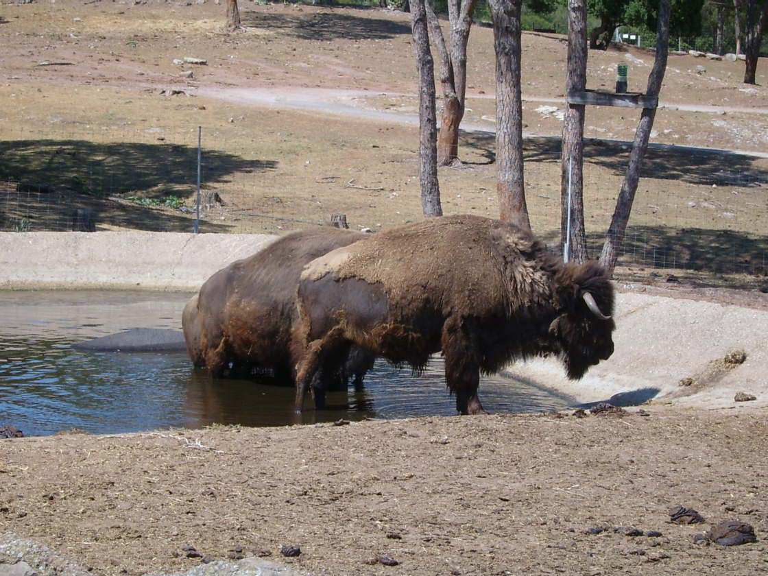 Bisons et Buffles Zoo de Fréjus, VAR