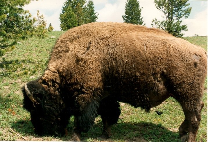 Bisons et Buffles bison