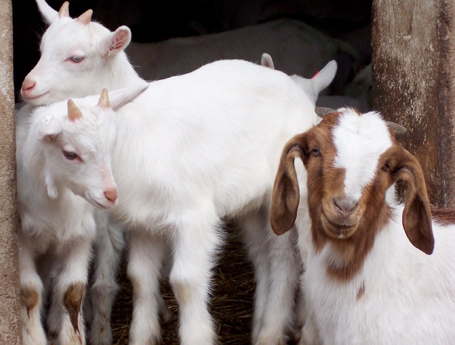 Chevres nice goats