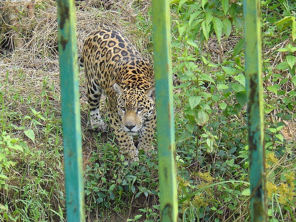 Jaguars Jaguar (Guyane)
