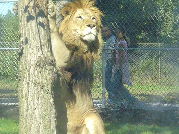 Lions le roi