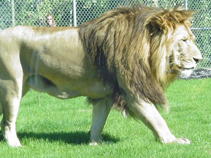 Lions le roi