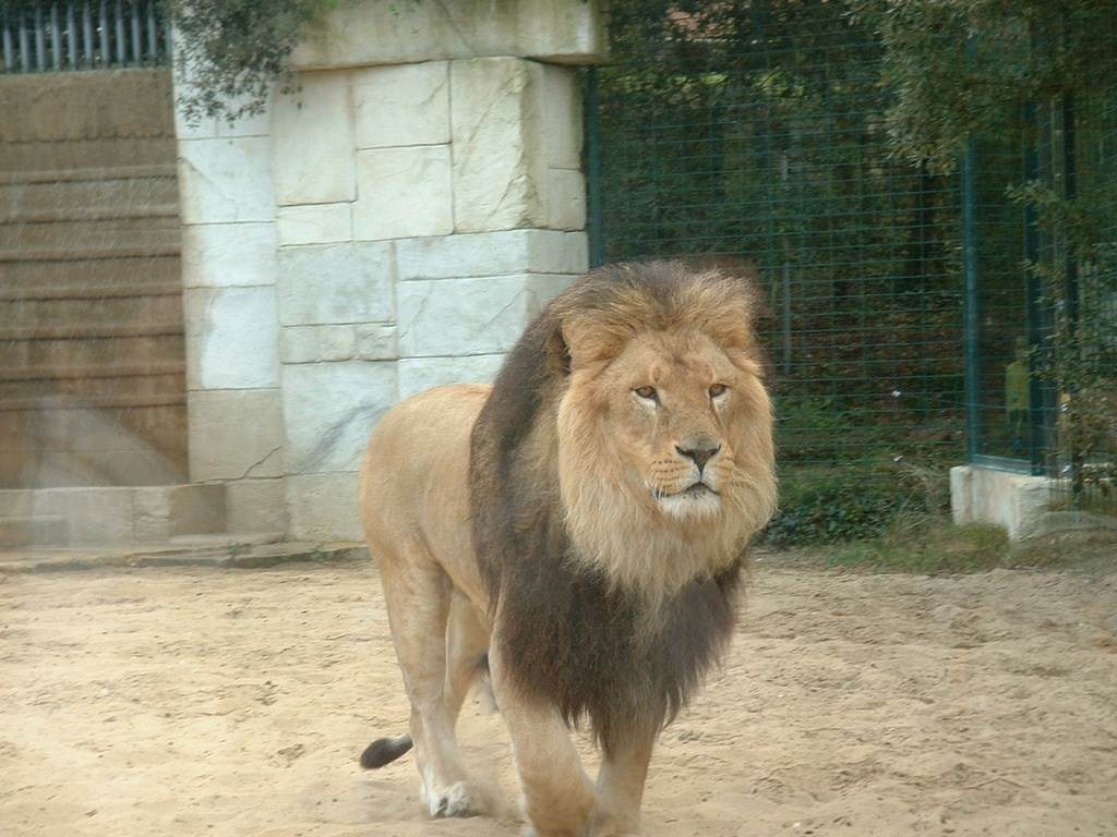 Lions Quelle noblesse !